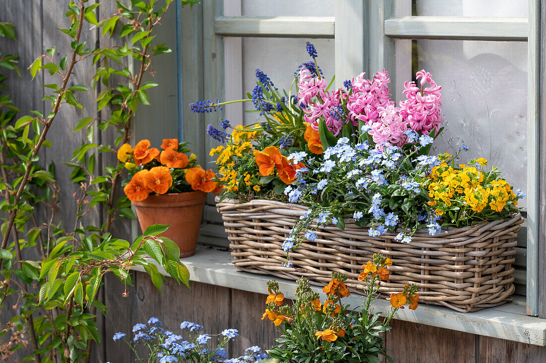 Garden pansies (Viola wittrockiana), grape hyacinths (Muscari), hyacinths, celandine (Erysimum) in window box on windowsill