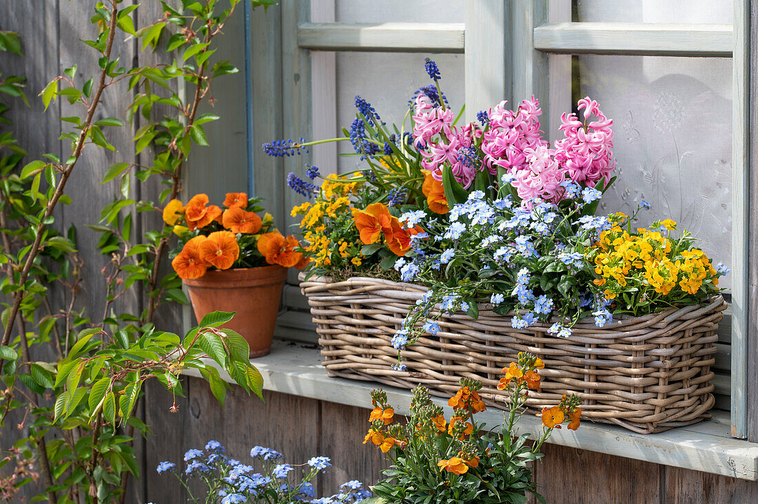 Garten-Stiefmütterchen (Viola wittrockiana), Traubenhyazinthen (Muscari), Hyazinthen, Schöteriche (Erysimum) in Blumenkasten auf Fensterbank