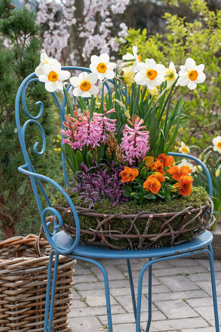 Daffodils (Narcissus), hyacinths (Hyacinthus) and garden pansies (Viola wittrockiana) in wicker basket on garden chair
