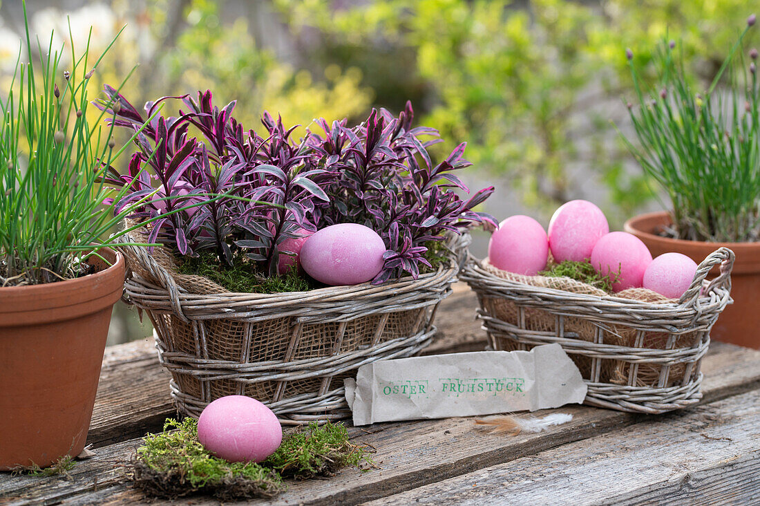 Easter nest with pink eggs, shrub veronica 'Magicolors' (Hebe) and chives in pots