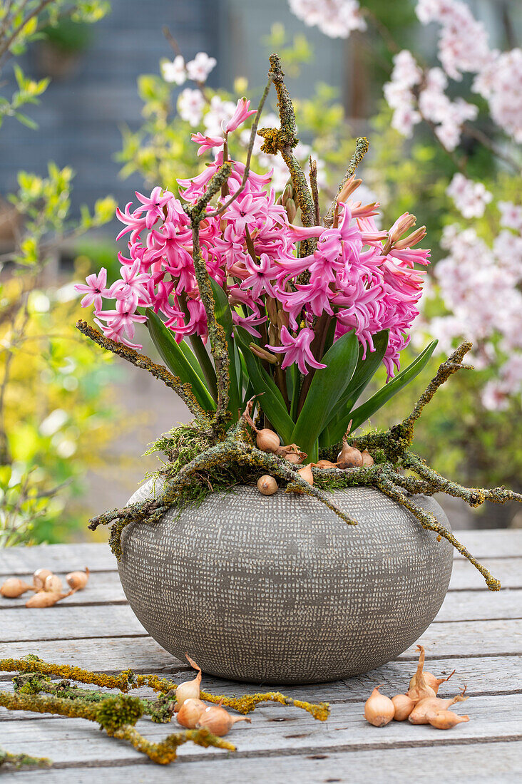 Pink hyacinths (Hyacinthus) in vase with branches and bulbs