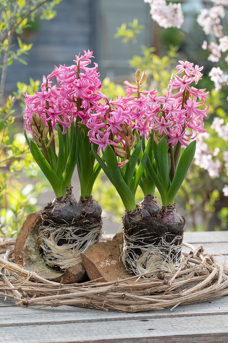 Pink hyacinths (Hyacinthus) with root ball in clematis wreath for planting