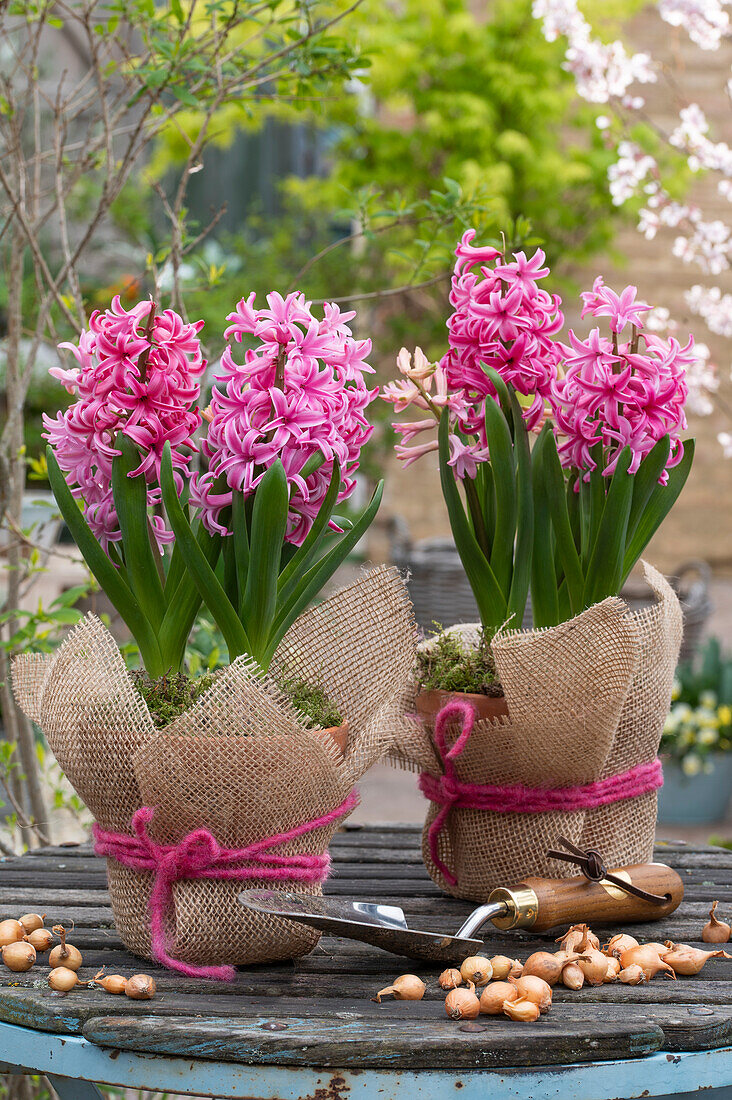 Hyacinths (Hyacinthus) in pots covered with jute fabric, garden shovel and bulbs on garden table