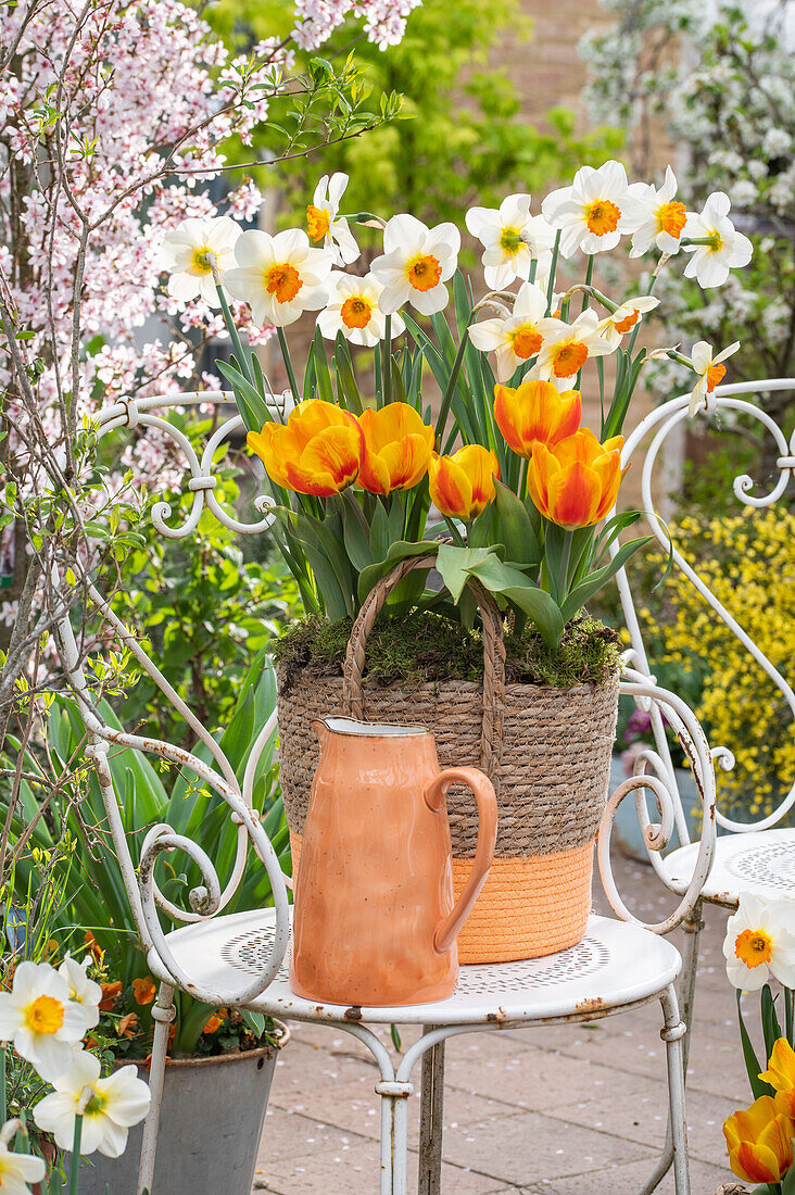 Basket with planted daffodils (Narcissus), tulips (Tulipa), water jug on garden chair