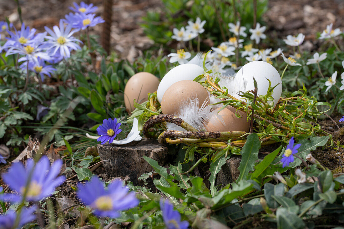 Balkan anemone (Anemone blanda) and Easter nest made of willow twigs with eggs in the grass