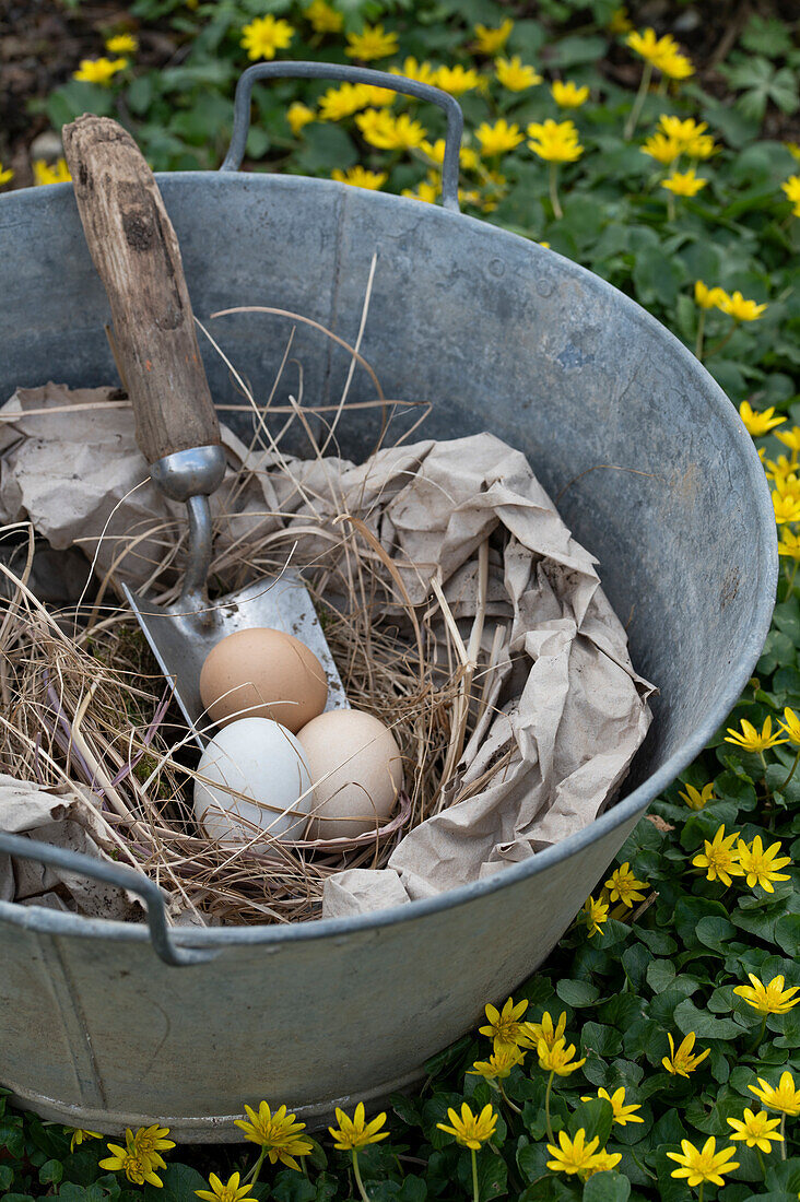 Osternest aus Papier und Ostereiern, Rückschnitt von Gräsern in alter Zinkwanne, Blumenwiese mit Scharbockskraut (Ficaria verna)