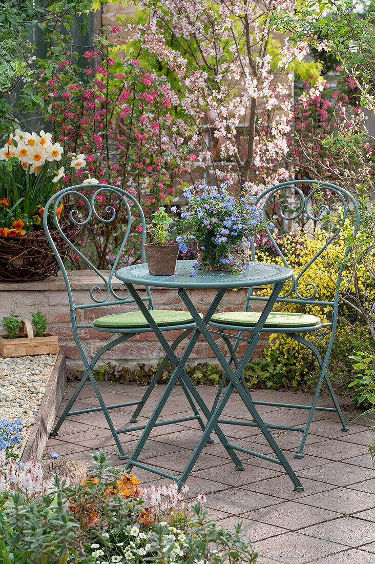 Forget-me-nots (Myosotis), daffodils (Narcissus) in pots and flowering shrubs, blood currant (Ribes sanguineum), garden table