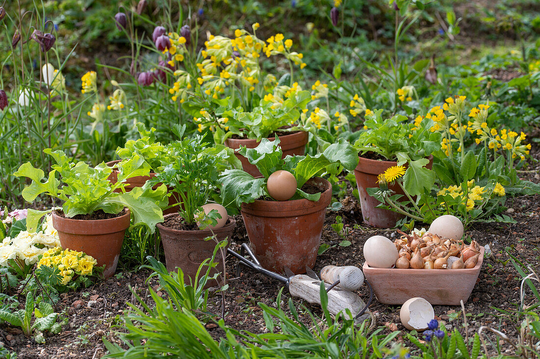 Kräuter und Salat in Töpfen, Schlüsselblumen im Beet und Hühnereier als Osterdekoration im Garten