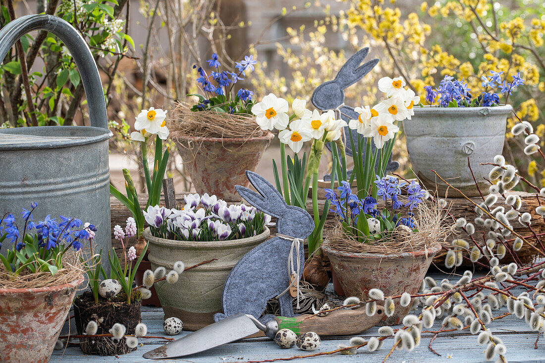 Flower pots with blue stars (scilla), narcissus, crocus and catkin willow and rabbit figurine, Easter decoration
