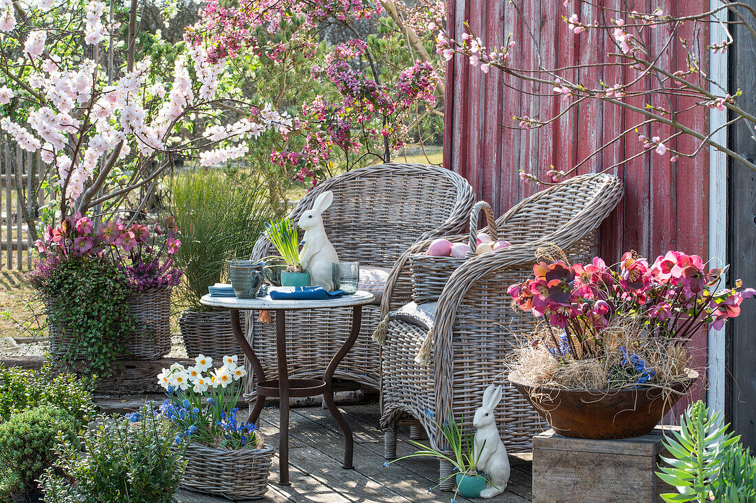 Flowerpots with Christmas roses (Helleborus), broom, narcissus, and flowering almond tree with Easter decoration on the terrace