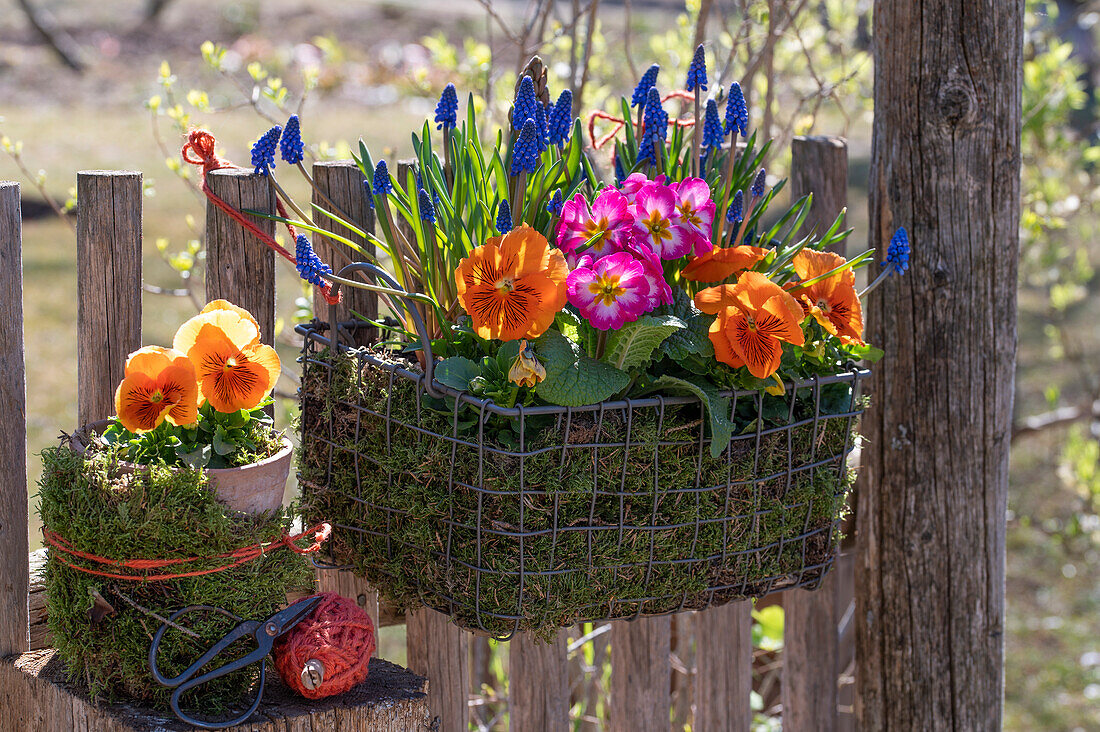 Blumentöpfe mit Hornveilchen (Viola Cornuta), Traubenhyazinthen (Muscari) und Primeln am Zaun hängend