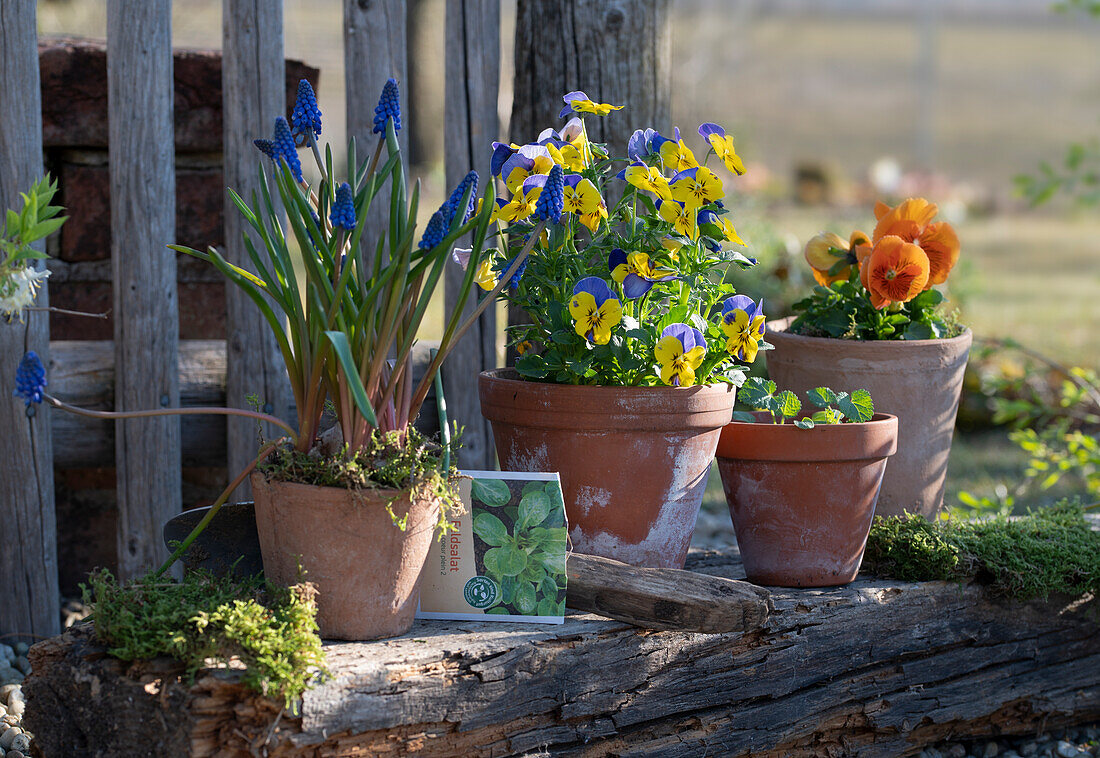 Blumentöpfe mit Hornveilchen (Viola Cornuta), Traubenhyazinthen (Muscari) in Blumentöpfen auf der Terrasse