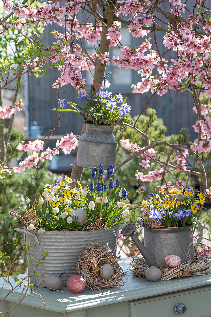 Flower bowls made of old tin with star hyacinths (Chionodoxa Forbesii), horned violets, grape hyacinths with Easter decoration in front of flowering peach tree