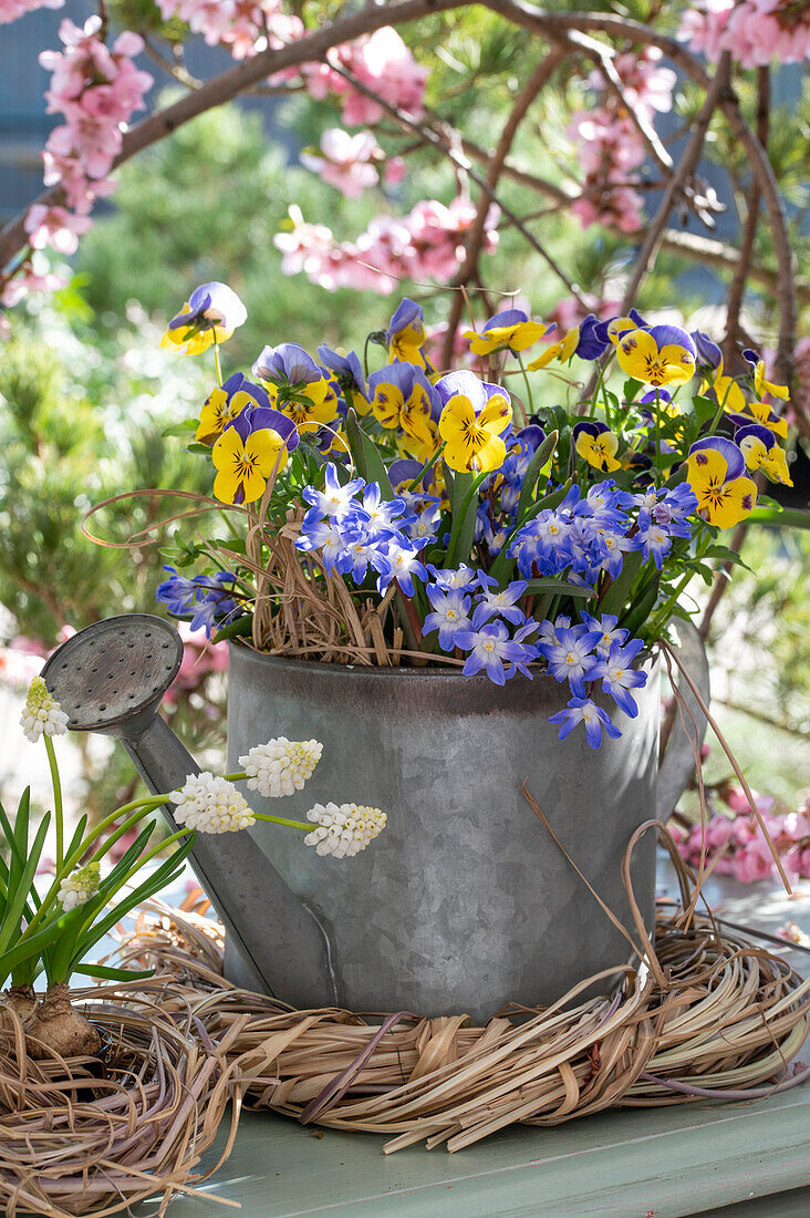 Horned violets (Viola Cornuta) and star hyacinths (Chionodoxa Forbesii) in an old watering can in front of a flowering peach tree