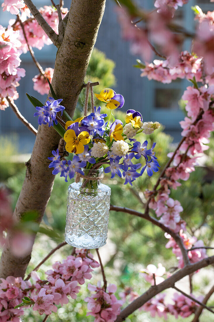 Blumenstrauß mit Hornveilchen (Viola Cornuta) hängend in blühendem Pfirsichbaum (Prunus persica)