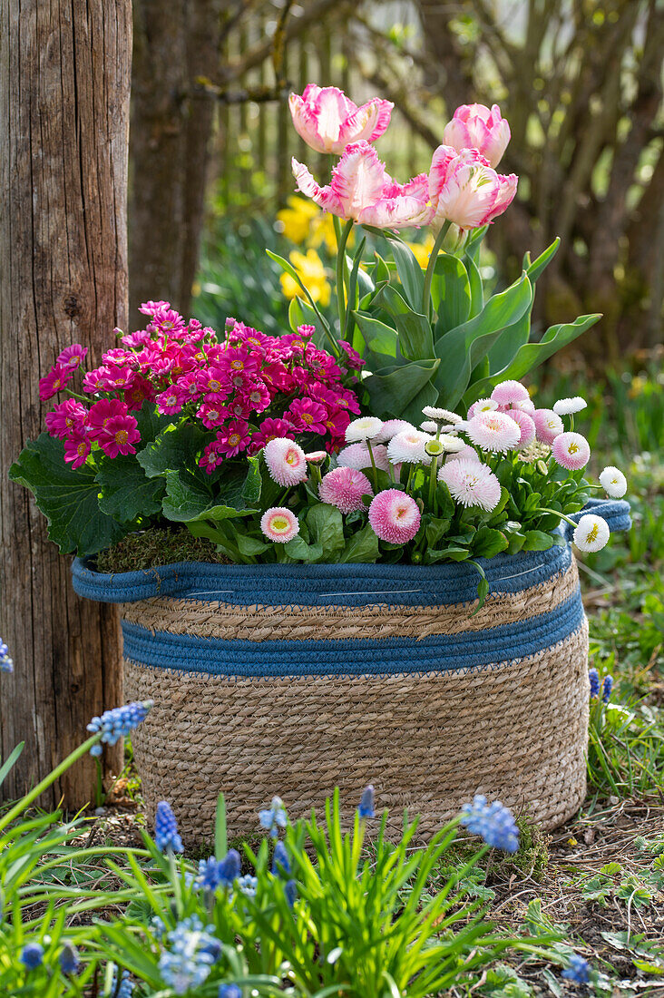 Korbtasche mit Gänseblümchen (Bellis perennis), Tulpen (Tulipa), Garten-Zinerarie (Pericallis) und Traubenhyazinthen im Garten