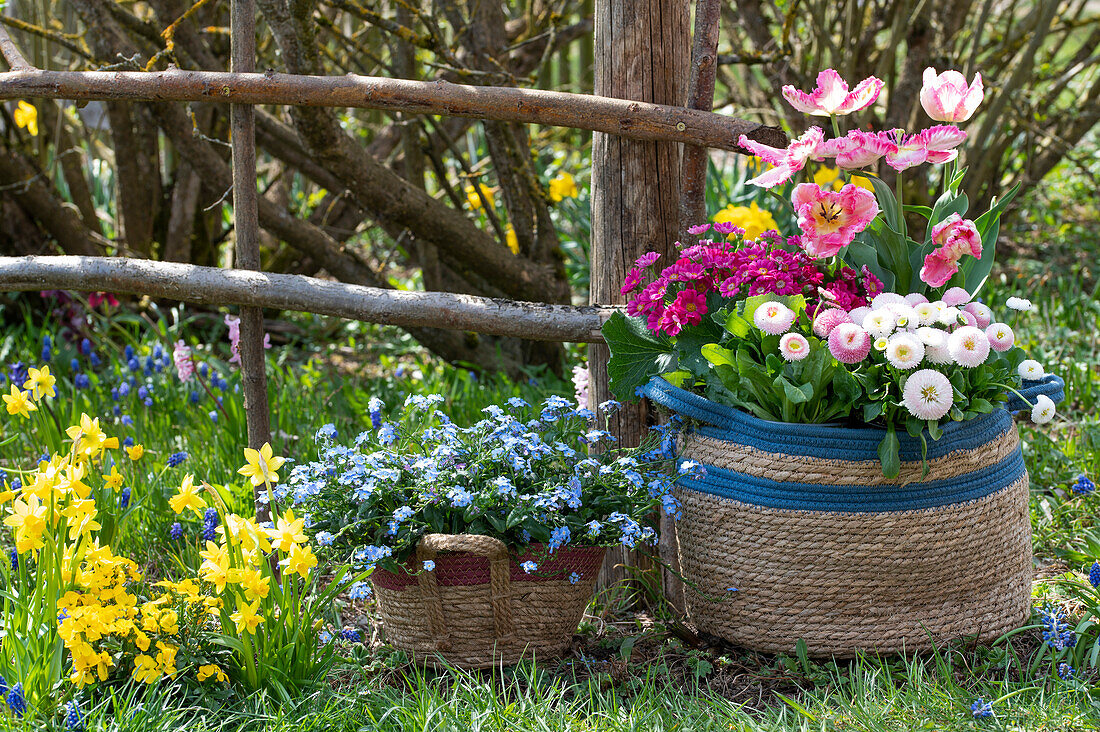 Basket bags with daisies (Bellis perennis), narcissi (Narcissus), tulips (Tulipa), garden cineraria (Pericallis) and forget-me-nots in the garden