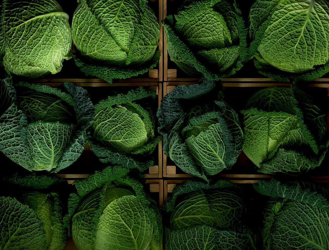 Fresh savoy cabbage heads at a market