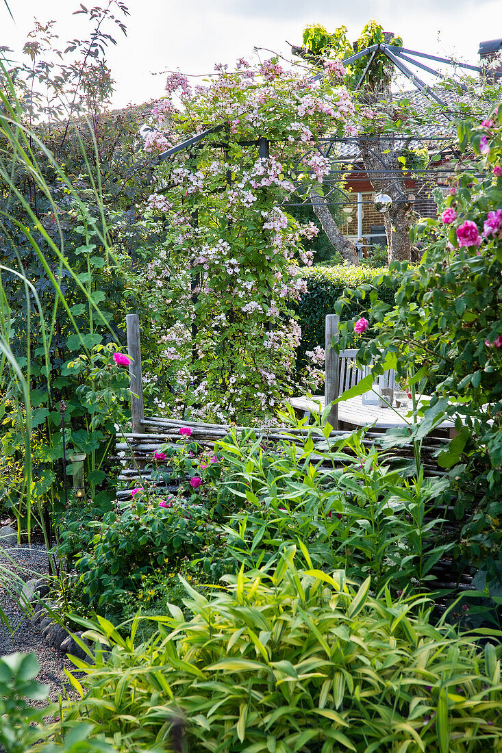 Schmiedeeiserner Pavillon umgeben von Kletterrosen (Rosa) und Klematis (Clematis) im Garten