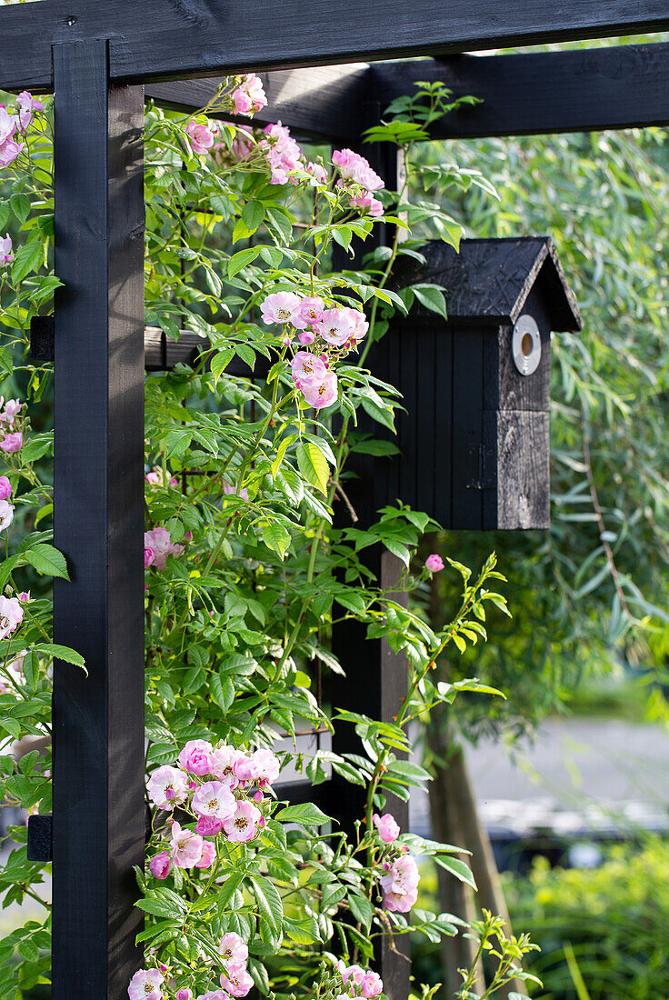 Portal mit Kletterrosen (Rosa) und Vogelhäuschen im Garten