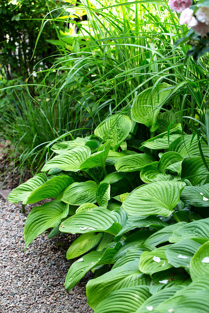 Funkien (Funkia) und Gräser im Garten