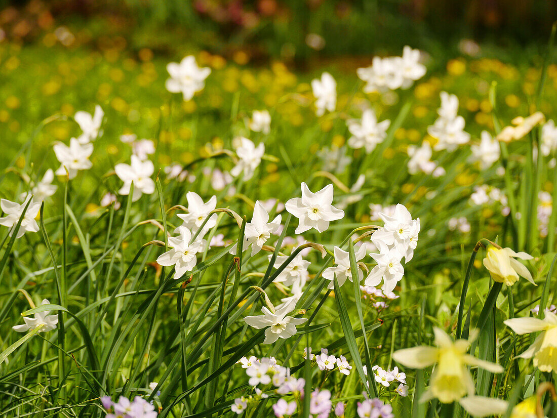 White daffodils in a spring flower meadow