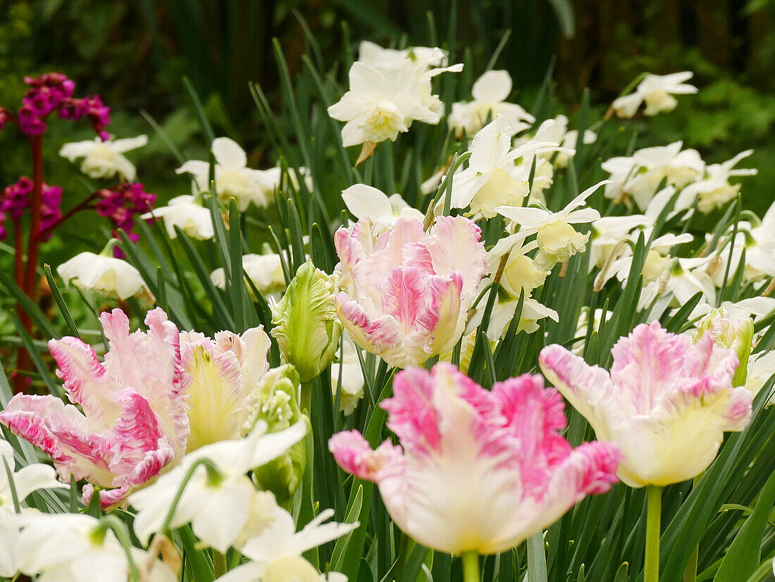 A spring bed in pink and white with daffodils and parrot tulips