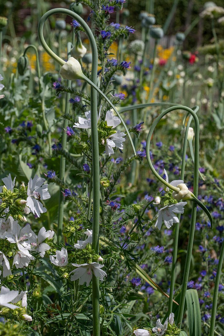 Tiered bulbs, viper's bugloss and white flowering musk mallow in a summer garden bed