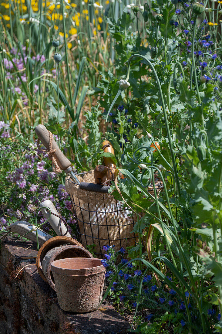 Garden utensils on a wall in front of a bed with bulbs, viper's bugloss, crown vetch and poppies