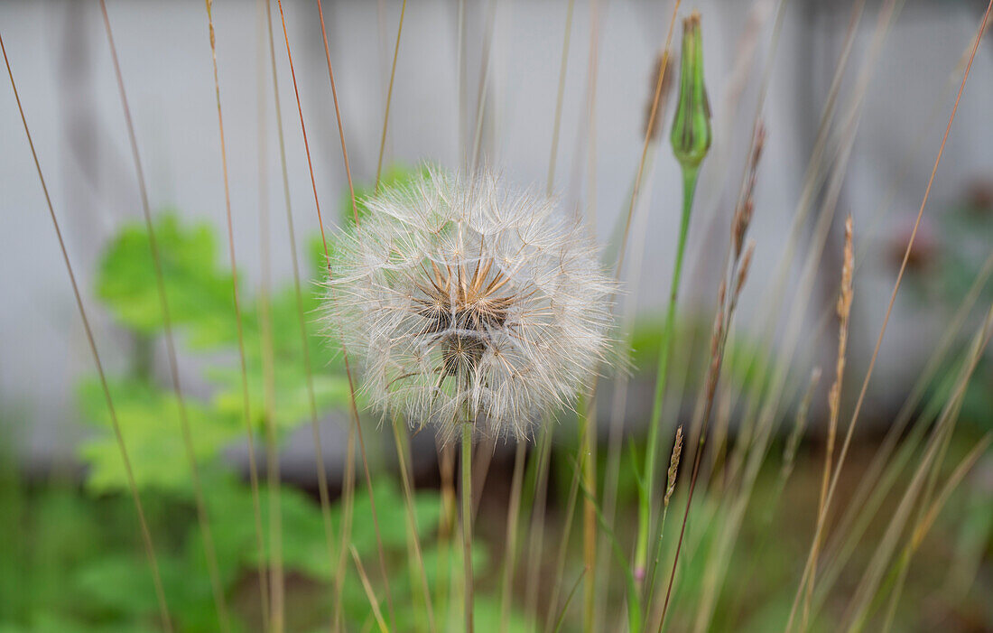 Seed stand of the ornamental allium (Allium)