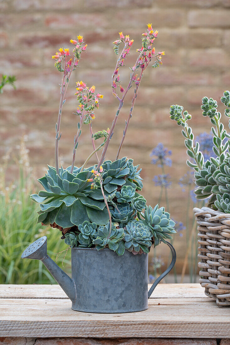 Small zinc watering can as a planter for echeveria