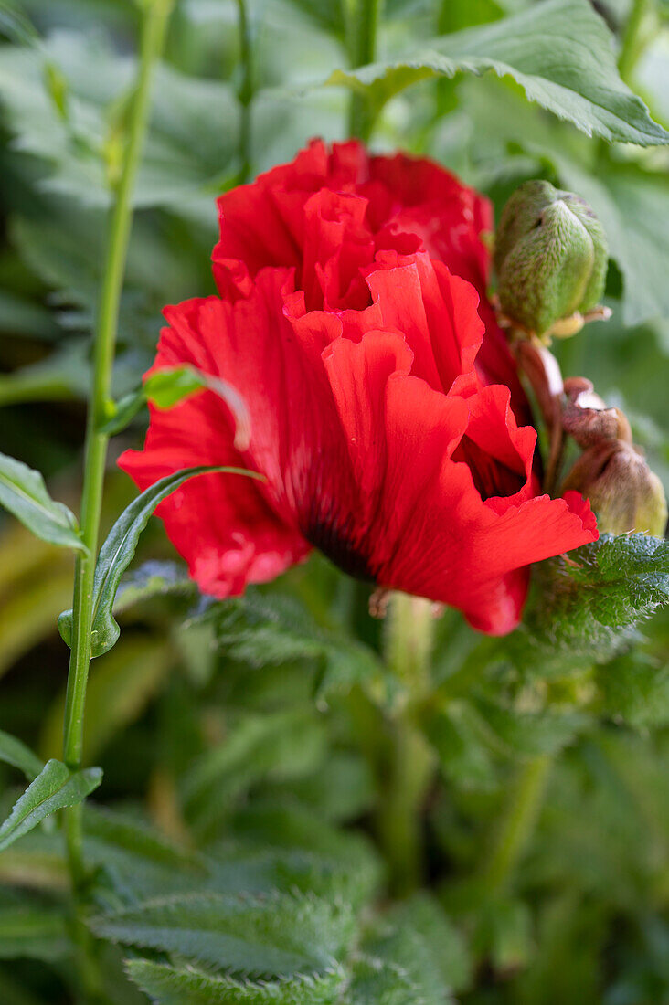 Turkish poppy (Papaver orientale)