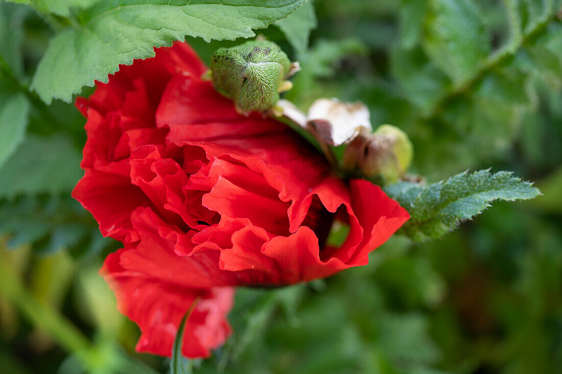 Turkish poppy (Papaver orientale)