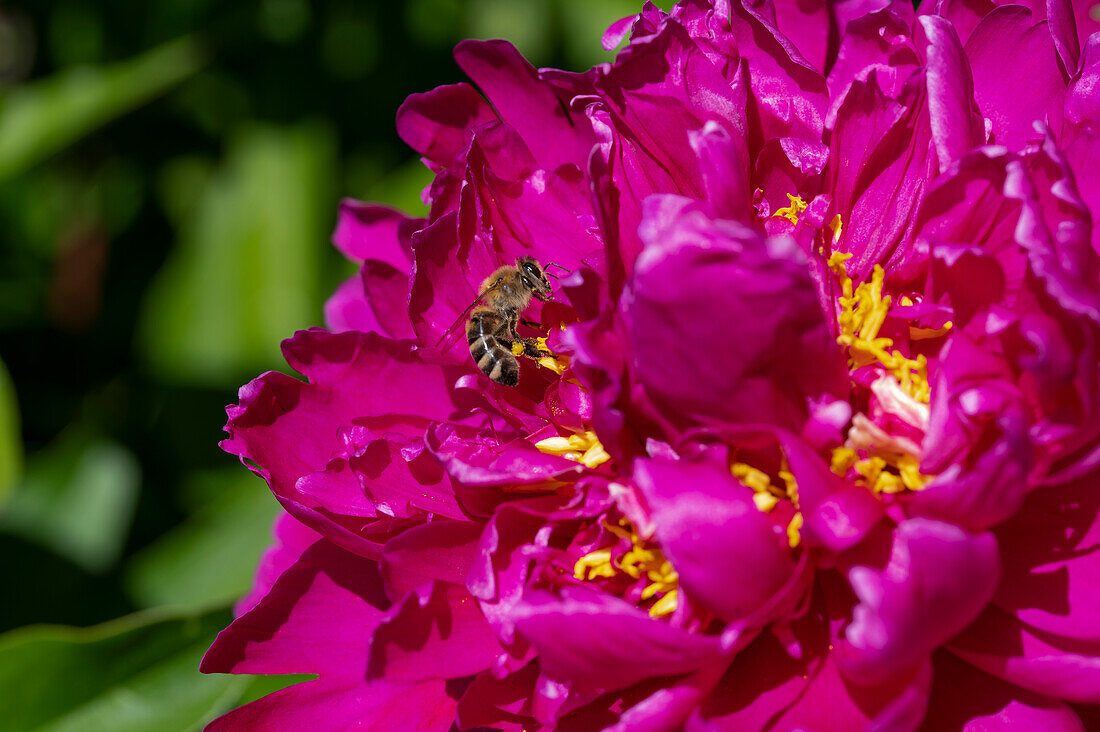 Bee on pink peony blossom