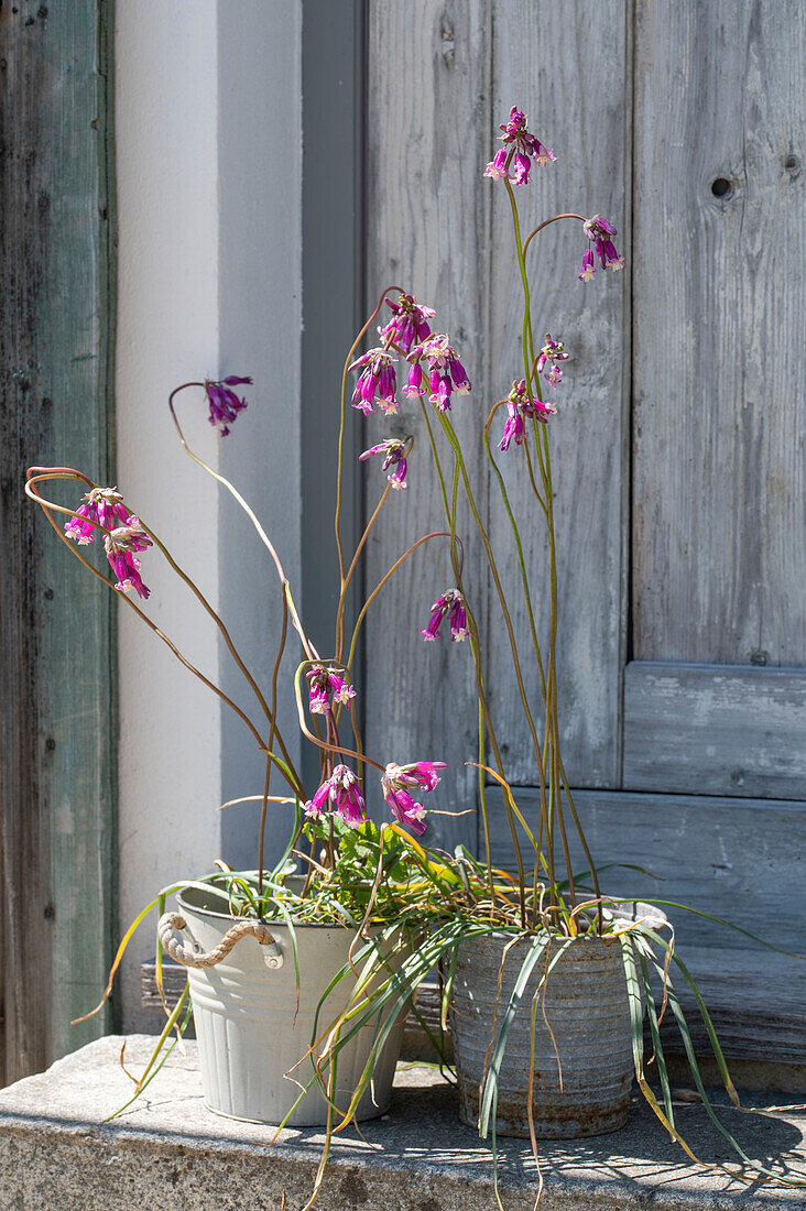 Firework flower (Dichelostemma) of the variety 'Pink Diamond' in pots