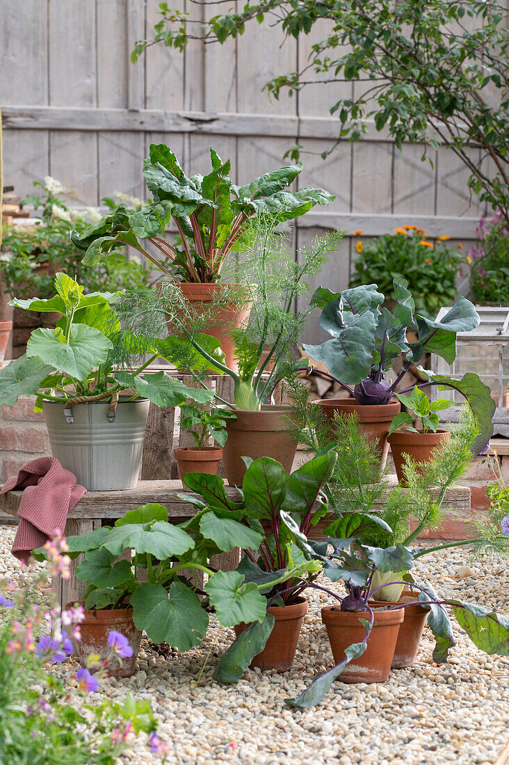 Various vegetable plants in pots