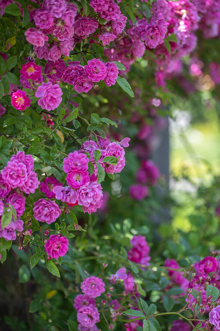 Pink flowering rose 'Taunusblümchen'