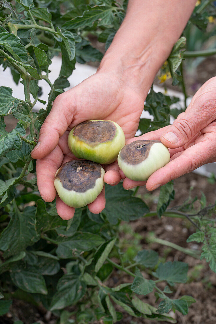 Tomatoes with blossom end rot