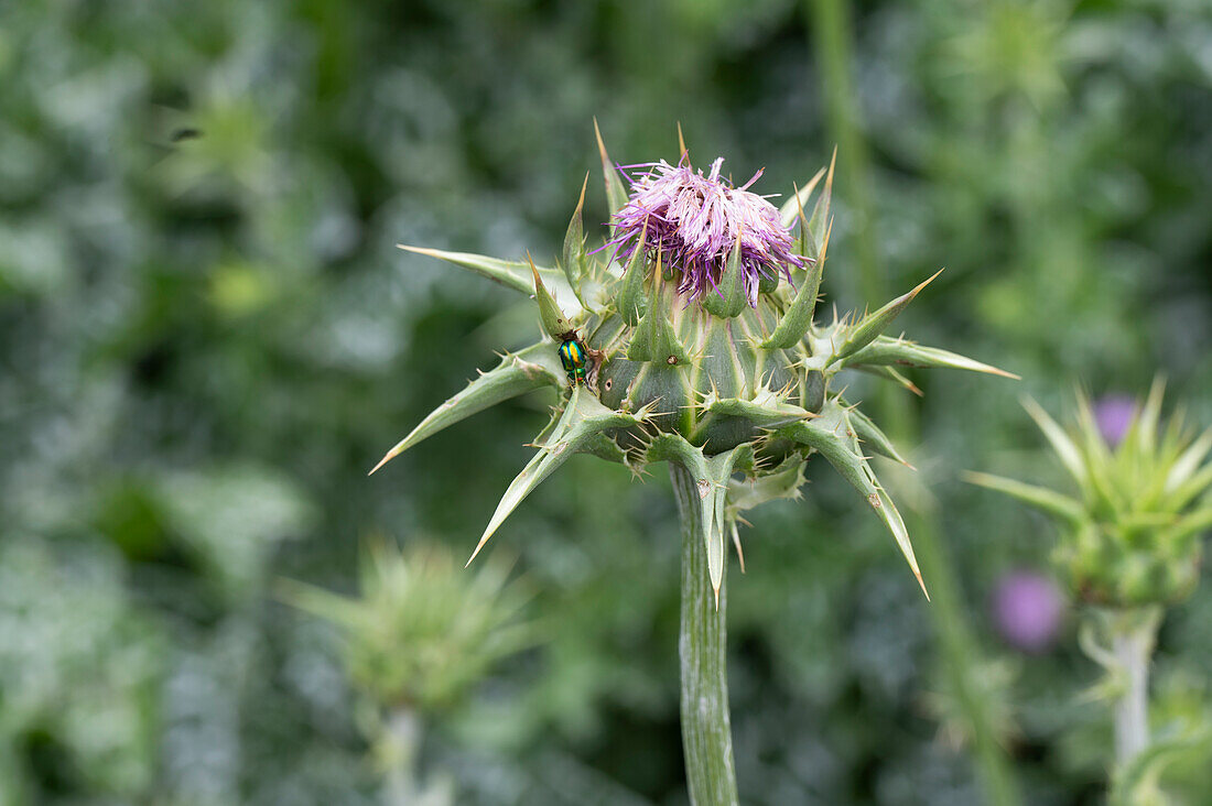 Thistle in the garden