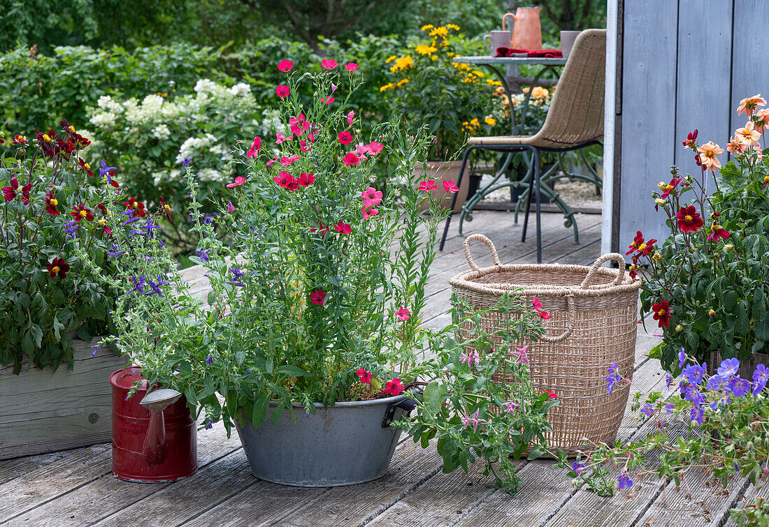 Blühende Sommerblumen in Pflanzgefäßen auf Holzterrasse mit rotem Lein, Schopfsalbei, Dahlien, und Storchschnabel