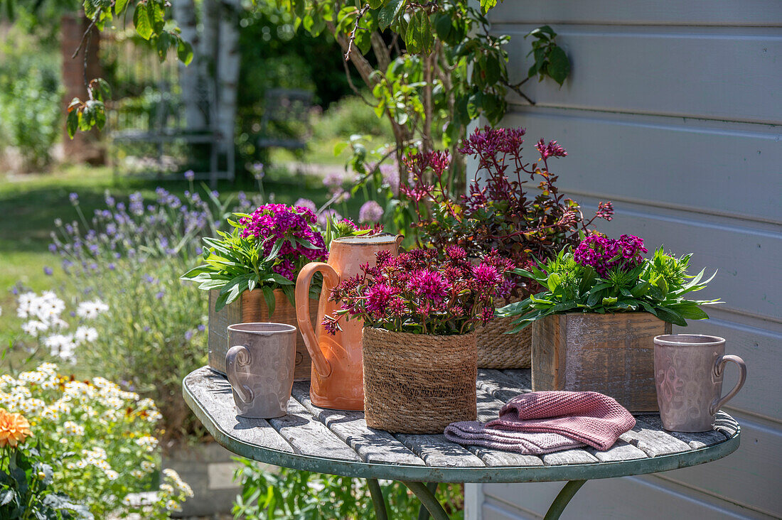 Flowering Sedum spurium and bearded carnations in pots on patio table in summer garden