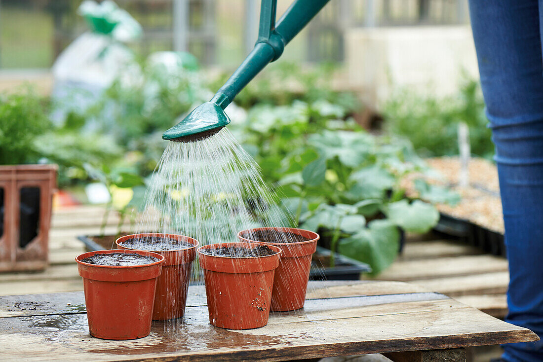 Watering planted courgette seeds in pots