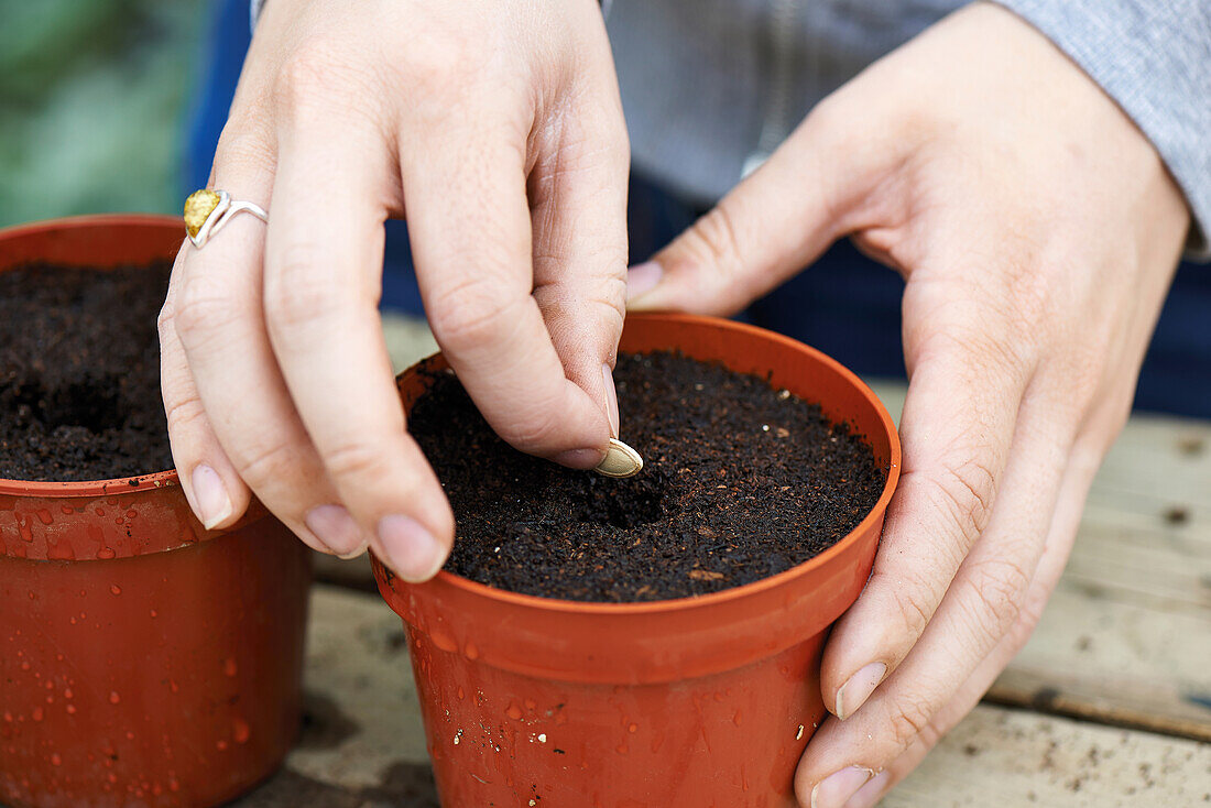 Planting courgette seeds in compost