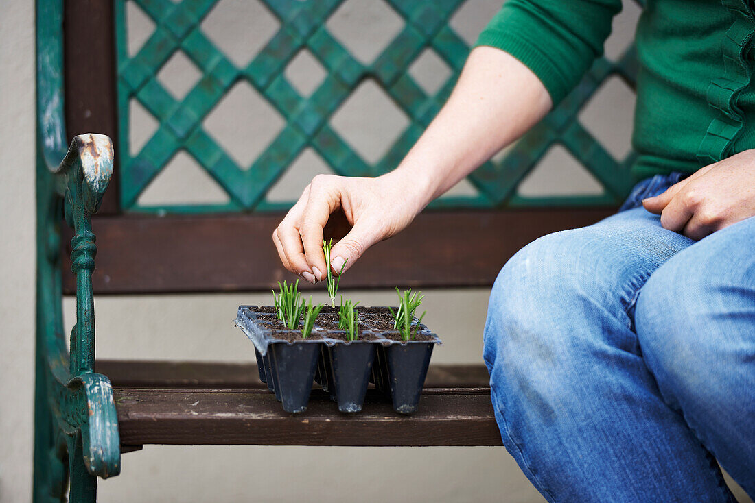 Planting rosemary cuttings into pots