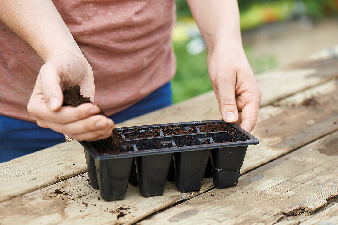 Adding compost to a seed tray ready to sow sweetcorn seeds