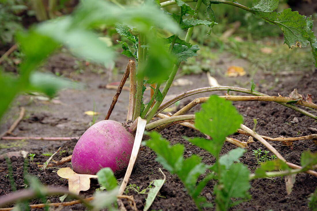 A purple autumn turnip in a bed