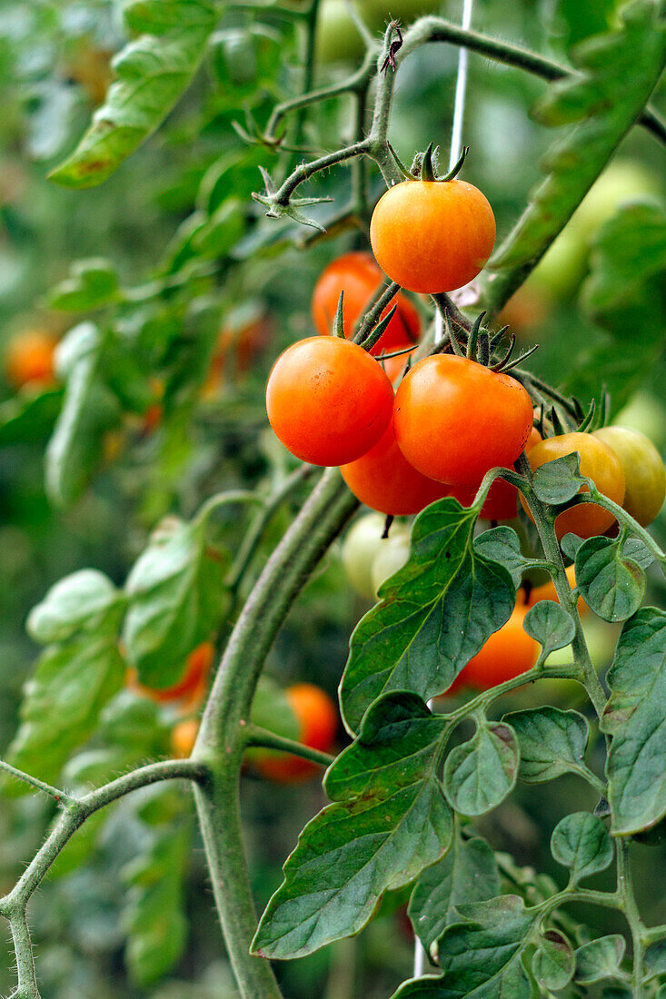 Orange cherry tomatoes on the vine