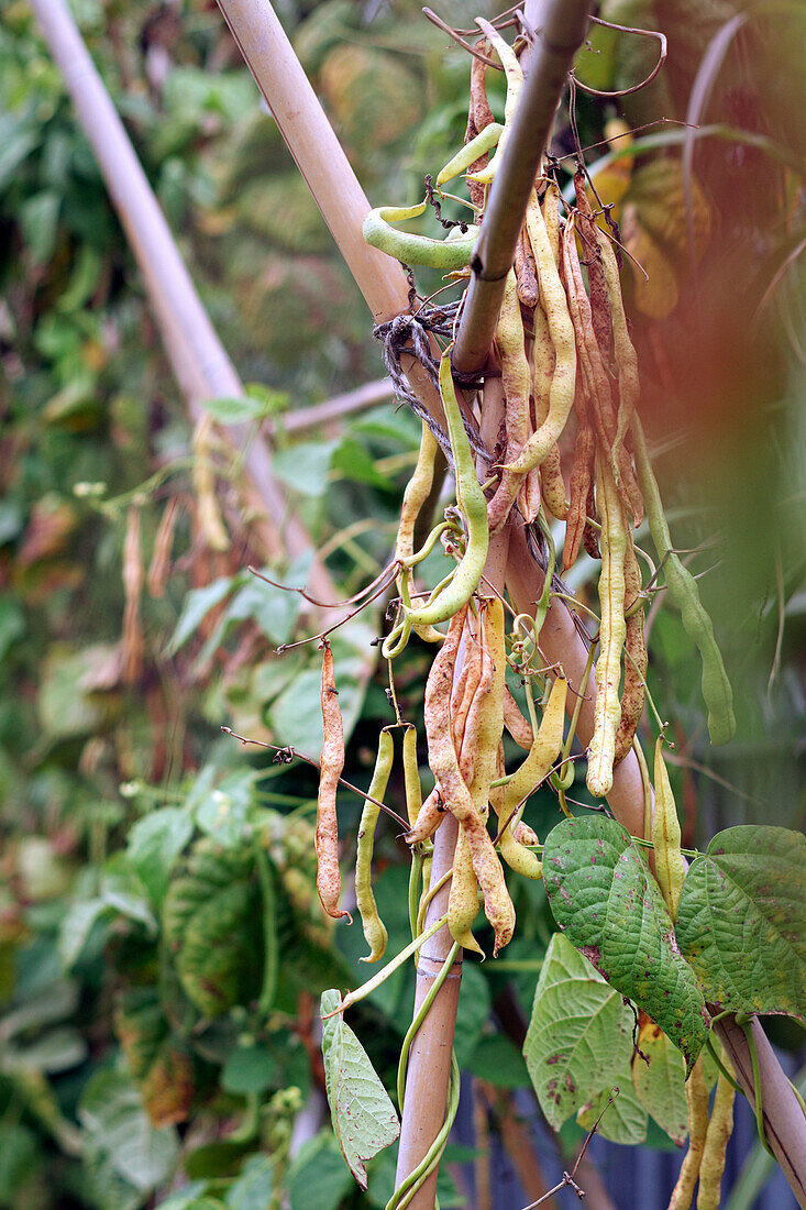 Bean pods drying for seeds on the vine