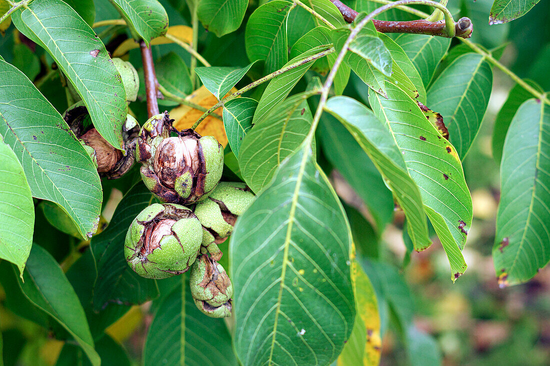 Walnuts with half opened green shells on the tree