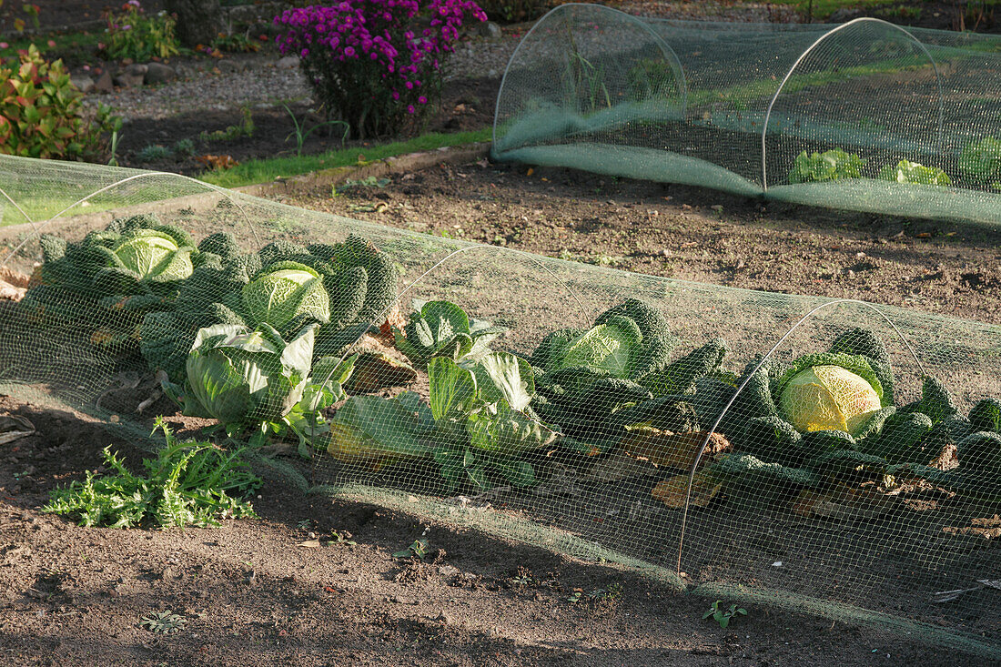 Savoy cabbage under a net to protect it from the cabbage white butterfly